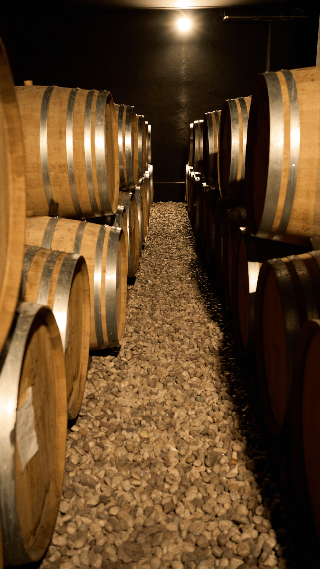 Una notte in cantina