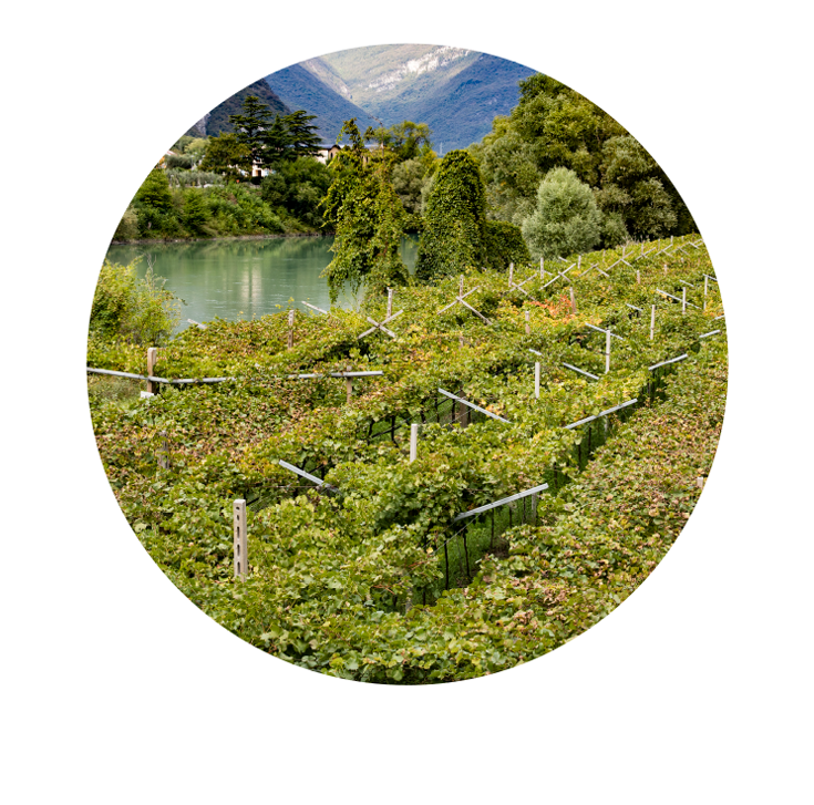 Roeno il vino del fondatore