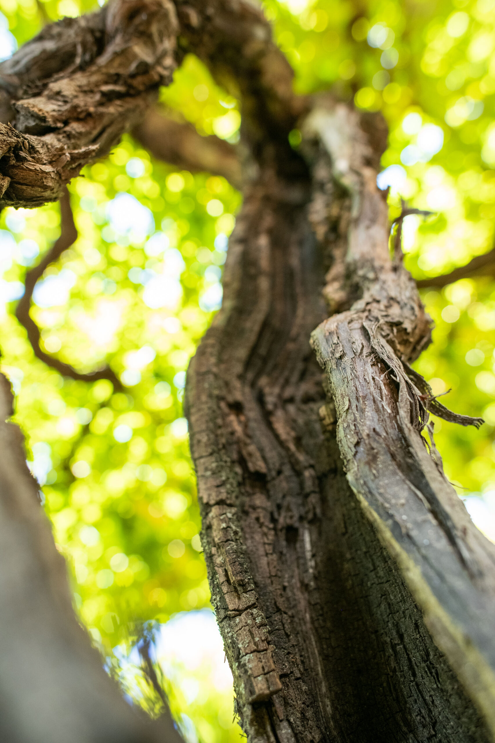 Alla scoperta dell’Enantio