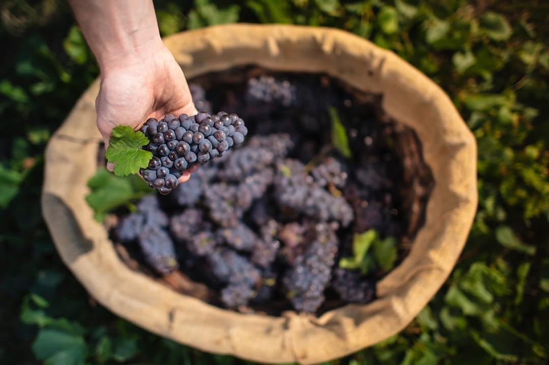 Inizia la Vendemmia 2020 ?