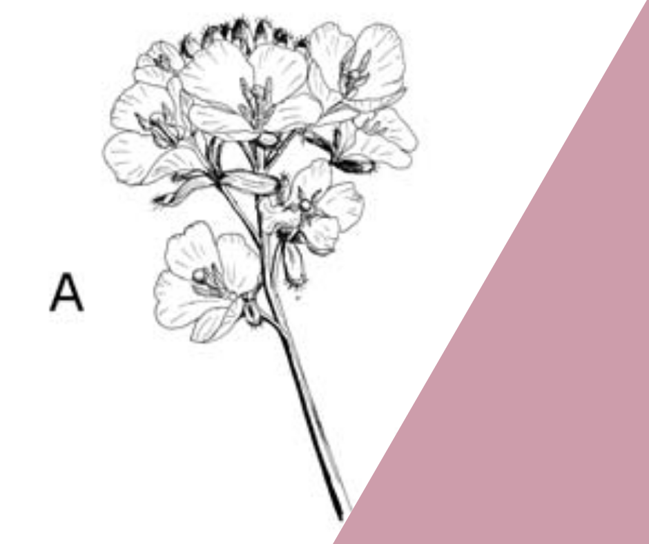 Guanthera repanda – la pianta endemica del Monte Baldo