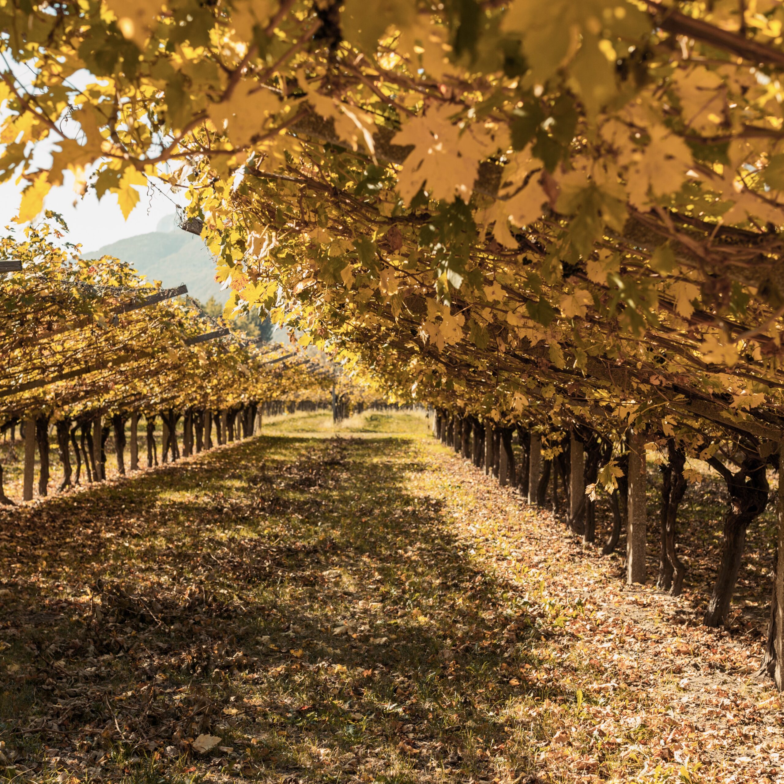 Il caldo autunno tra i vigneti ?